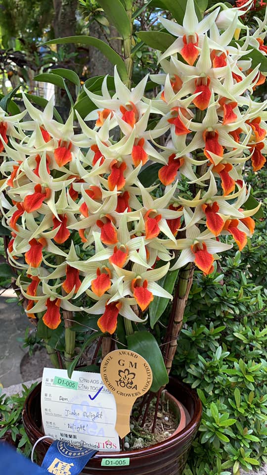 Dendrobium Jiaho Delight (Den. Hsinying Frostymaree x Den. tobaense)