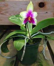 Phalaenopsis violacea var. Borneo