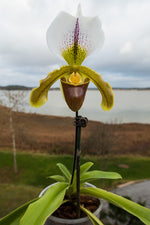 Carica l'immagine nel visualizzatore Galleria, Paphiopedilum Leeanum (insigne x spicerianum)