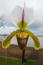 Load image into Gallery viewer, PAPHIOPEDILUM BIS OFFER