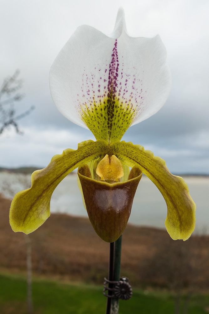 PAPHIOPEDILUM BIS OFFER