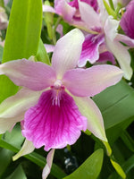 Carica l'immagine nel visualizzatore Galleria, Miltonia Honolulu x binotii