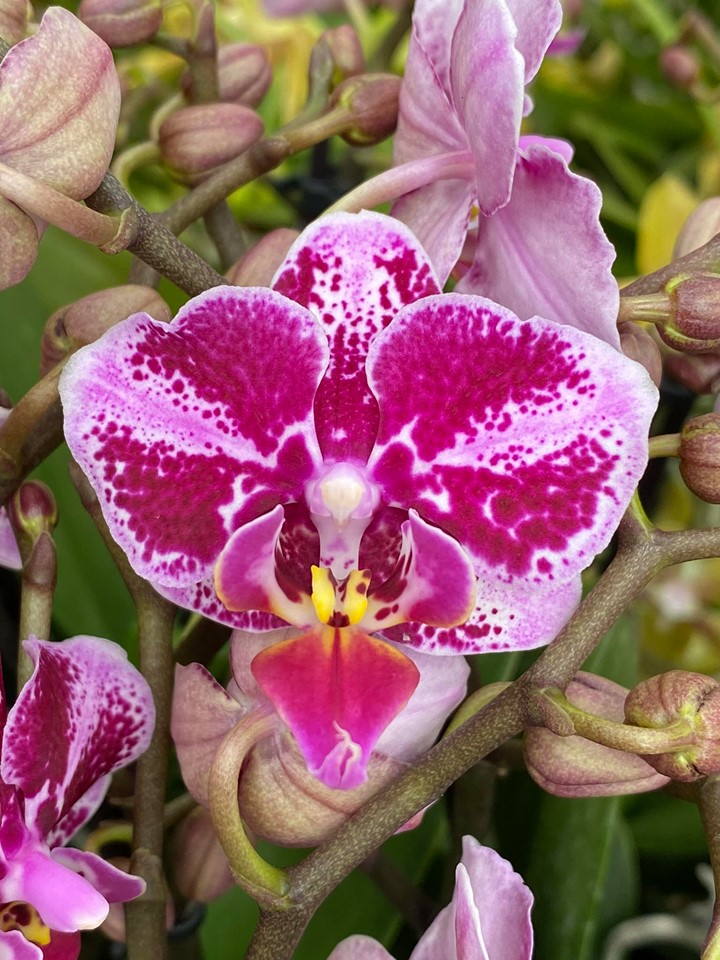 Phalaenopsis Thailand Lip
