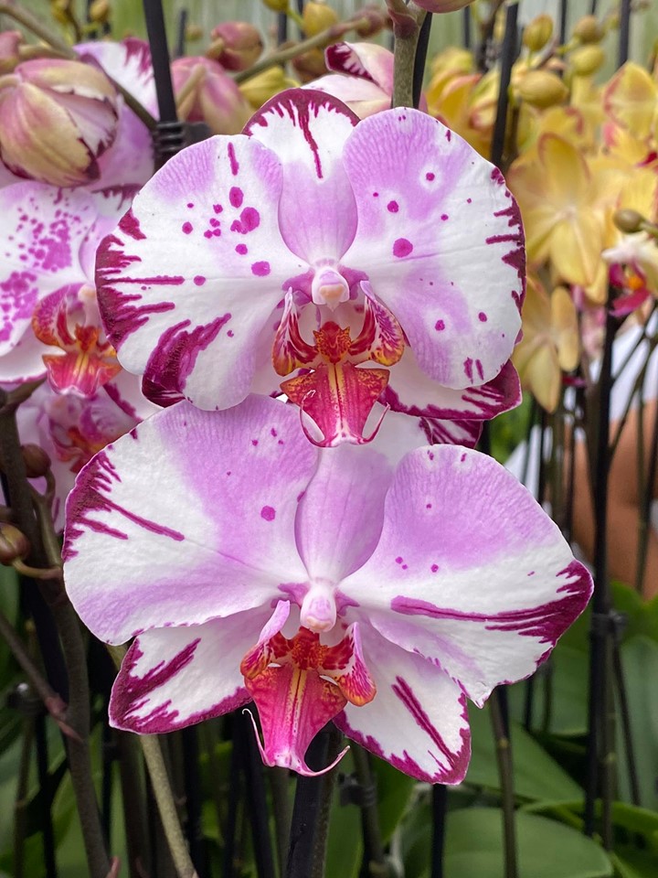 Phalaenopsis Yu Pin Lady 'Magic Art'