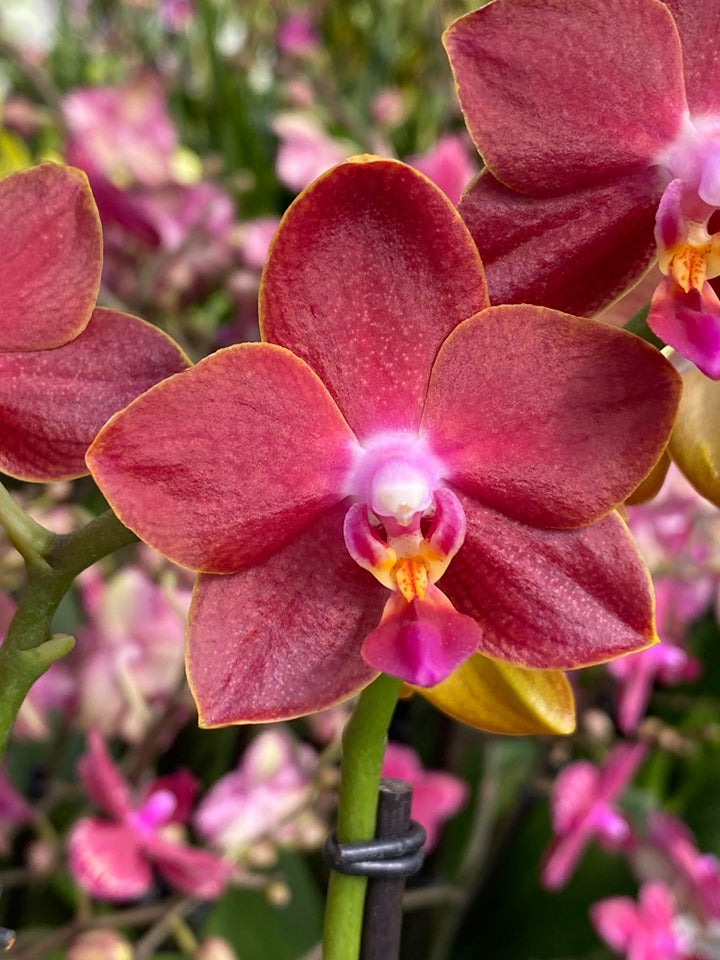Phalaenopsis Sogo Red Star