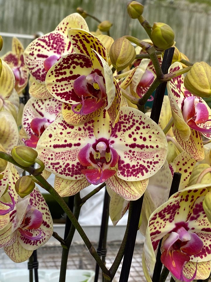 Phalaenopsis Mariola