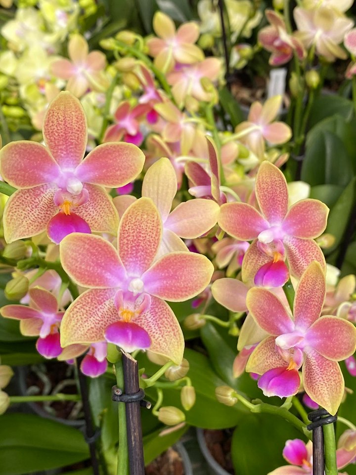 Phalaenopsis Miki Golden Sand