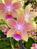 Carica l'immagine nel visualizzatore Galleria, Phalaenopsis Miki Golden Sand