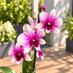 Carica l'immagine nel visualizzatore Galleria, Dendrobium Polar Fire (Dendrobium Phalaenopsis)