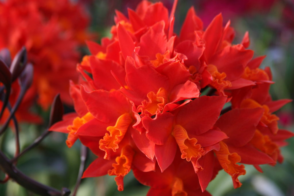 Potinara Shinfong Dawn 'Rich Everyday'