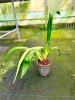 Carica l'immagine nel visualizzatore Galleria, Phragmipedium kovachii x sib ('16/7' x 'Triple')