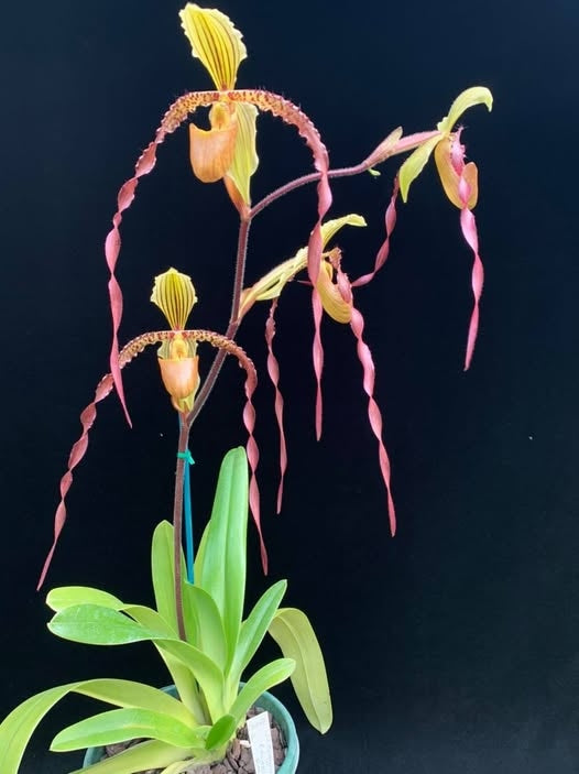 Paphiopedilum Screaming Eagle (berenice var. album 'Blushing Ghost' AM/AOS x sanderianum 'Bionic Man' AM/AOS) - Orchid Inn, Ltd.