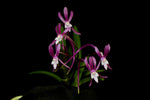 Carica l'immagine nel visualizzatore Galleria, Neofinetia falcata 'Choko' 超紅