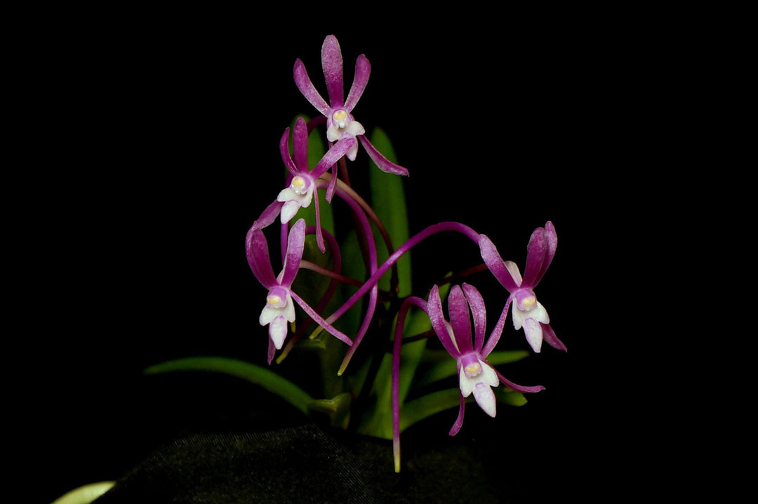 Neofinetia falcata 'Choko' 超紅