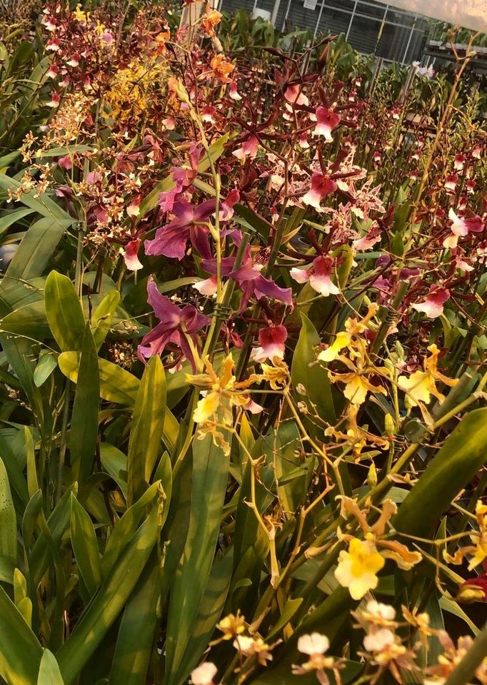 OFFERTA CYMBIDIUM