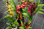 Carica l'immagine nel visualizzatore Galleria, OFFERTA CYMBIDIUM