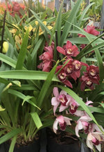 Carica l'immagine nel visualizzatore Galleria, OFFERTA CYMBIDIUM