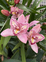 Load image into Gallery viewer, Cymbidium Flamingo 'Peachlet Ilona'