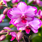 Carica l'immagine nel visualizzatore Galleria, Phalaenopsis Toshi