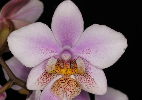 Phalaenopsis Philadelphia - Wiganiae (stuartiana x schilleriana)