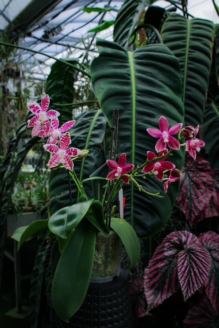 Phalaenopsis Double Shot ((amabilis x tetraspis #C1) x tetraspis #C1)