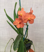 Carica l&#39;immagine nel visualizzatore Galleria, Vanda Fuchs Ruby
