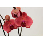 Carica l&#39;immagine nel visualizzatore Galleria, Phalaenopsis Asian Coral
