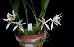 Carica l'immagine nel visualizzatore Galleria, Coelogyne graminifolia