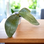 Carica l'immagine nel visualizzatore Galleria, Phalaenopsis Gretchen (gigantea 'Jumbo Bay' × stuartiana 'Jumbo')