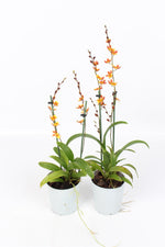 Carica l&#39;immagine nel visualizzatore Galleria, Howeara Mini-Primi (Rodricidium Primi x Leochilus oncidioides)
