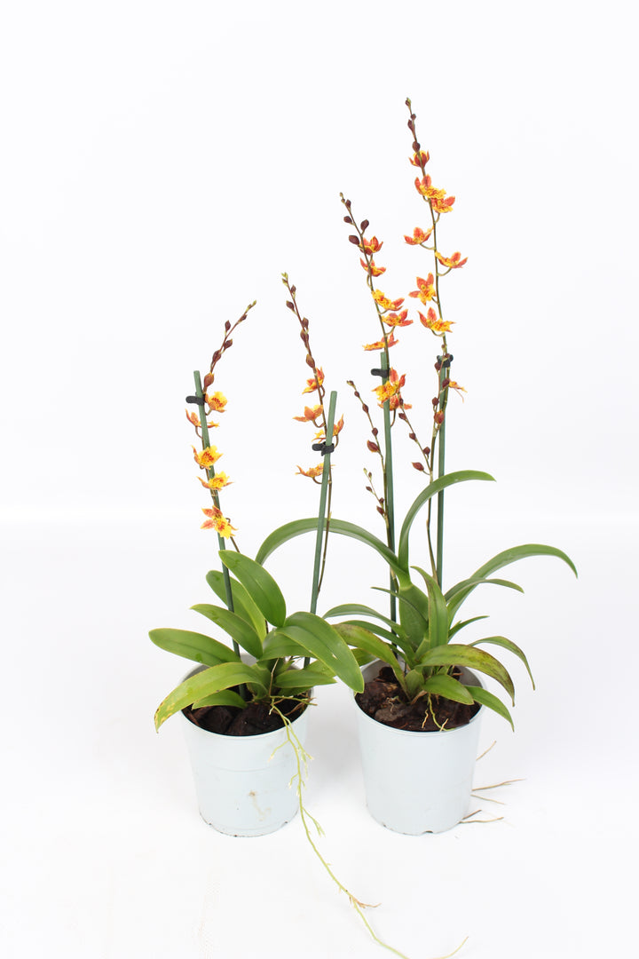 Howeara Mini-Primi (Rodricidium Primi x Leochilus oncidioides)