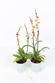 Howeara Mini-Primi (Rodricidium Primi x Leochilus oncidioides)