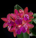 Carica l'immagine nel visualizzatore Galleria, Enanthleya Jairak Kyogu (Guaricyclia Kyoguchi x Cattleya Thospol Spot)