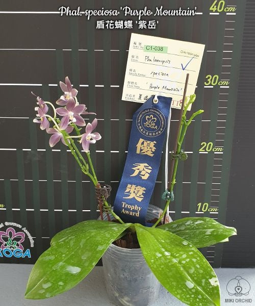 Phalaenopsis speciosa 'Purple Mountain'