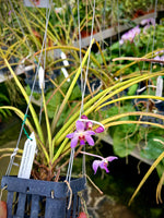 Carica l'immagine nel visualizzatore Galleria, Paraphalaenopsis serpentilingua x Rhynchostylis coelestis