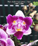 Carica l'immagine nel visualizzatore Galleria, Phalaenopsis Lioulin Grape (peloric - 3 lips)