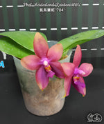 Carica l'immagine nel visualizzatore Galleria, Phalaenopsis Meidarland Kaiulani '704'