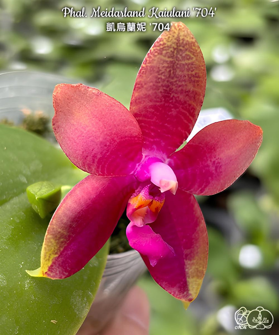 Phalaenopsis Meidarland Kaiulani '704'