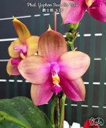 Carica l'immagine nel visualizzatore Galleria, Phalaenopsis Yaphon Bear Sir '634'
