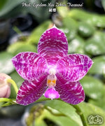 Carica l'immagine nel visualizzatore Galleria, Phalaenopsis Lyndon Mix Zebra 'Treasure'