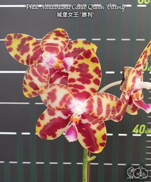 Phalaenopsis Meidarland Castle Queen 'Victory'