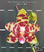 Phalaenopsis Meidarland Castle Queen 'Victory'