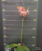 Carica l'immagine nel visualizzatore Galleria, Phalaenopsis Meidarland Castle Queen 'Victory'