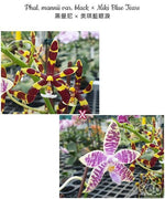 Chargez l'image dans la visionneuse de galerie, Phalaenopsis Tying Shin Fly Eagle × Phal. tetraspis 'C1'