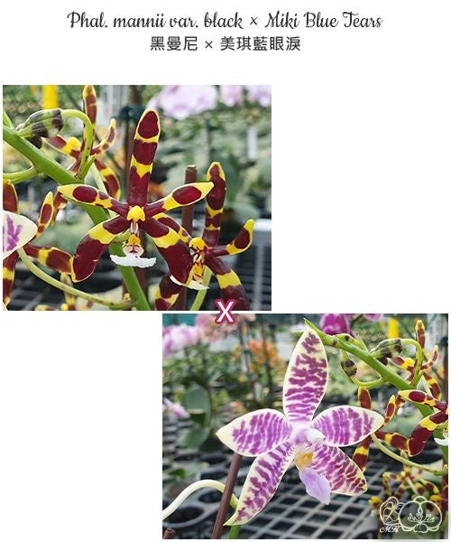 Phalaenopsis Tying Shin Fly Eagle × Phal. tetraspis 'C1'