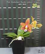 Carica l'immagine nel visualizzatore Galleria, Phalaenopsis Meidarland Chambe (peloric - 2 eyes)