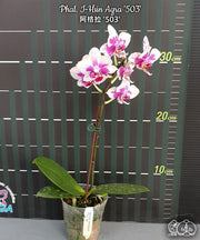 Phalaenopsis I-Hsin Agra '503'