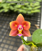 Carica l'immagine nel visualizzatore Galleria, Phalaenopsis Meidarland Chambe (peloric - 2 eyes)