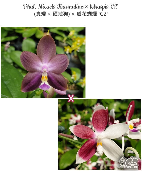 Phalaenopsis Micaels Tourmaline x tetraspis 'C2'