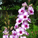 Carica l'immagine nel visualizzatore Galleria, Dendrobium Burana Racha